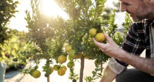 Quand et comment tailler un citronnier en pot pour favoriser sa croissance ?