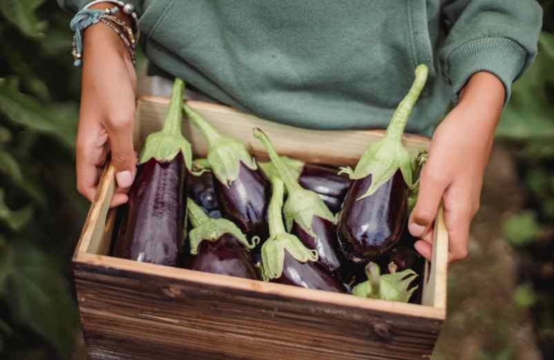 Cette méthode permet-elle vraiment d’économiser sur les plants ? acte-renovation.fr
