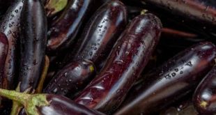 Comment faire pousser des aubergines à partir d’une aubergine coupée ? acte-renovation.fr