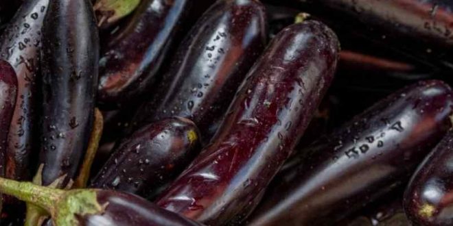 Comment faire pousser des aubergines à partir d’une aubergine coupée ? acte-renovation.fr